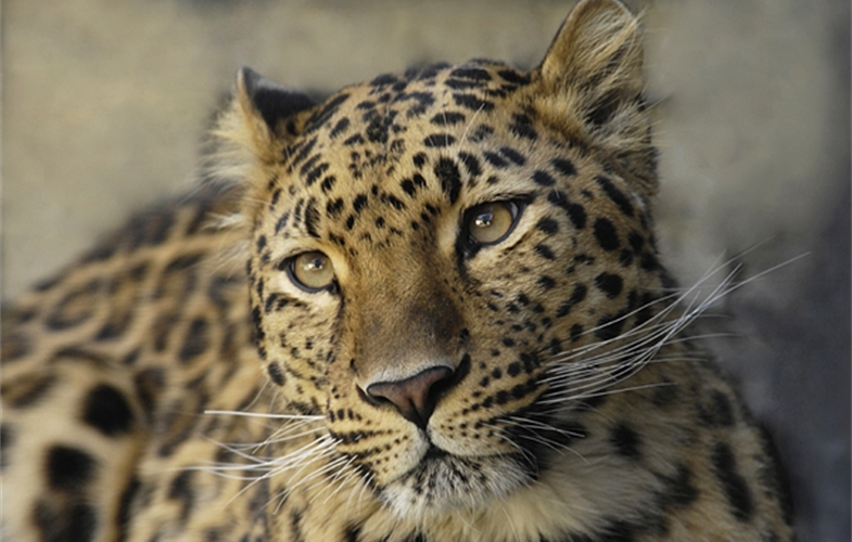 Julie Larsen Maher 0834 Amur leopard 03 29 07.JPG